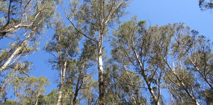 Brooklyn, NY - Child Injured When Tree Falls on Her at Ocean Pky and Webster Ave