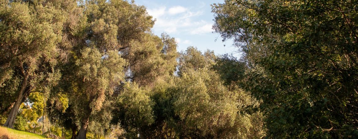 Fair Lawn, NJ - Arborist Hospitalized With Broken Leg After Tree-Top Incident on Ellington Rd