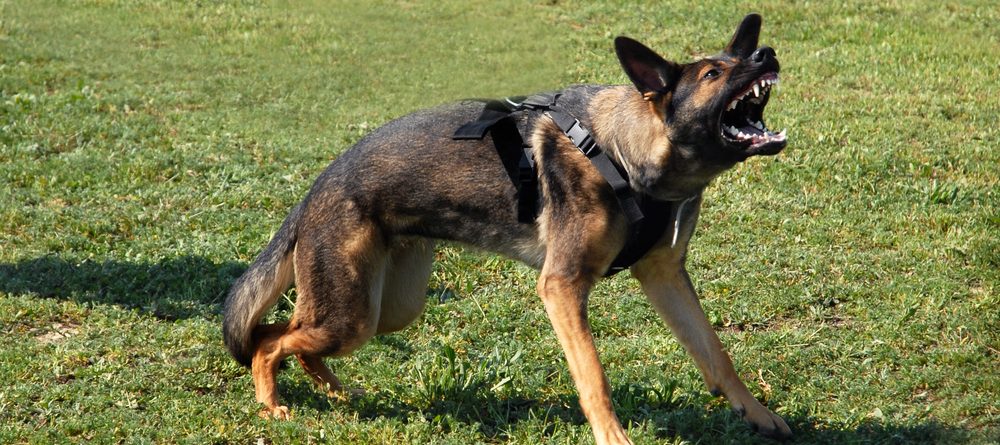 Dog Attack Injures Woman on Quinton-Marlboro Rd