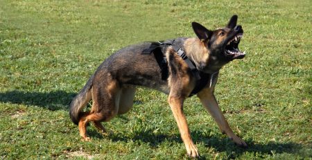 Two Dog Walkers Hurt in Dog Attack at ShopRite Parking Lot on Madison St